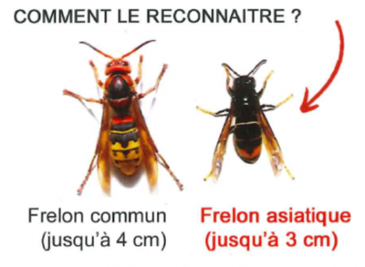 Comment le reconnaître ?